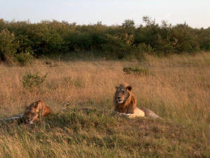 africacats.jpg